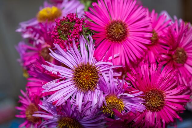 春天精选聚焦拍摄华丽的粉红色和紫色紫菀花在一束开花特写新鲜