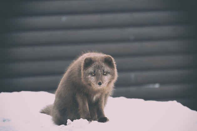 雪白天拍摄雪地上的棕色动物野生动物狐狸