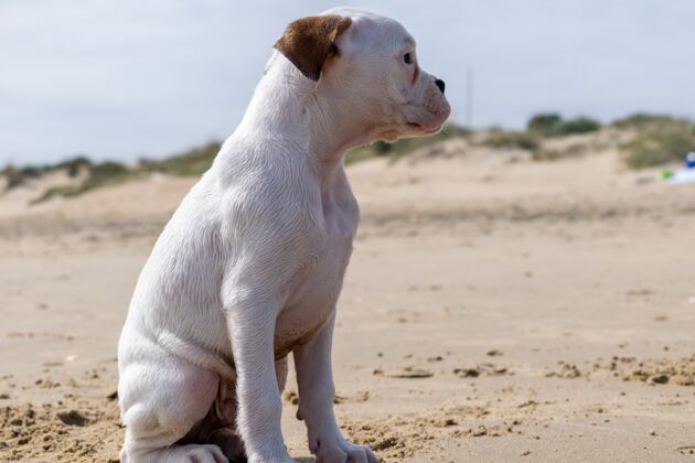 小可爱的白色危地马拉小猎犬肖像纯种脊椎动物