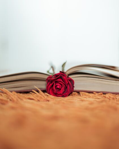 花红玫瑰在一本打开的书里面光花瓣书堆