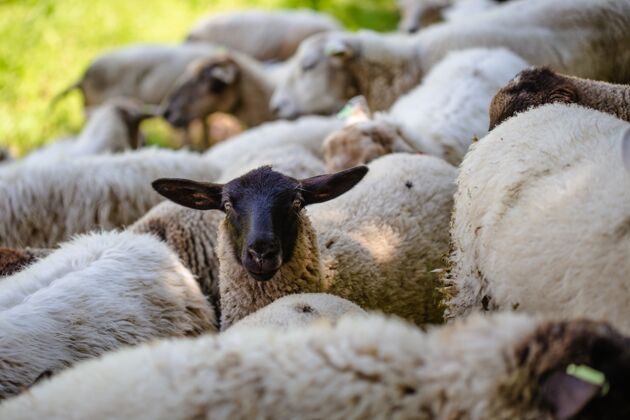 围栏在一个阳光明媚的日子里 一群羊在草地上吃草草地哺乳动物牧场
