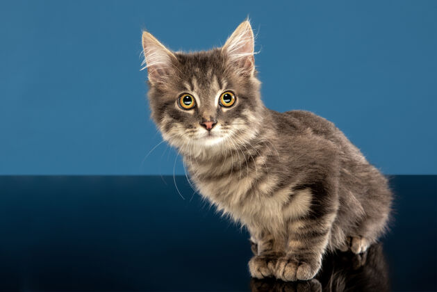 胡须年轻的猫或小猫坐在蓝色的墙前灵活和漂亮的宠物年轻切猫