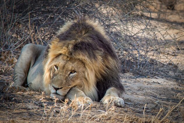 地面一头雄狮躺在地上的特写镜头奇迹国家动物