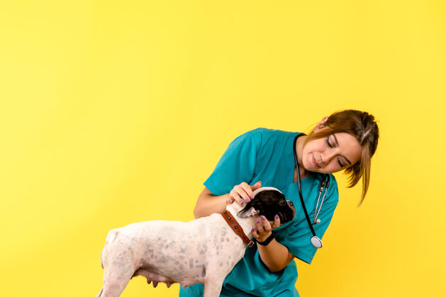 微笑女兽医在黄色墙上观察小狗的正面图肖像疾病人