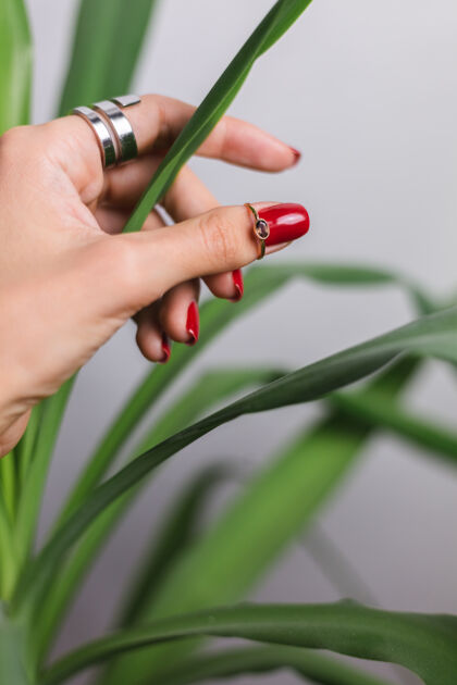 绿叶女人的手上有红色的指甲和两个指环 放在美丽的绿色棕榈叶上后面是灰色的墙手热带开花