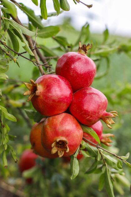 健康秋天的果实挂在花园的树枝上柿子有机树