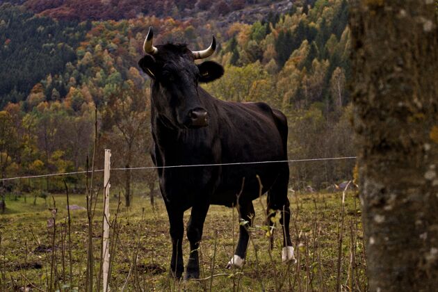 哺乳动物黑牛在一个被树木覆盖的群山环绕的农场里牛水牛肖像