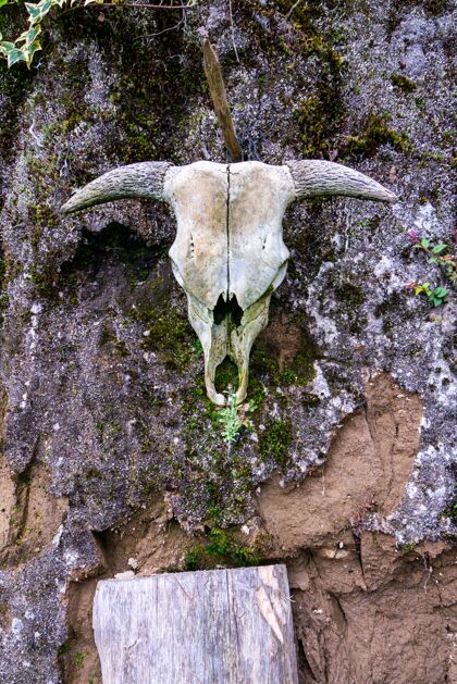 自然挂在风化石墙上的动物头骨的垂直镜头死亡骨骼旧的