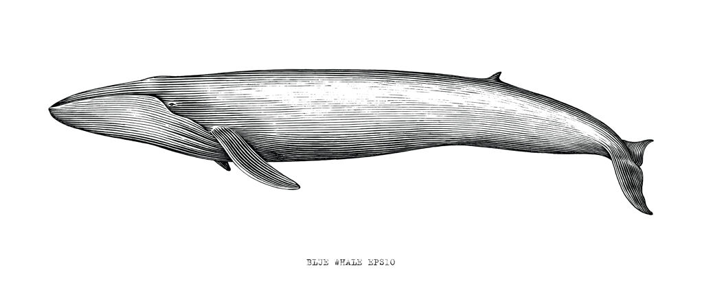 水墨蓝鲸手绘插图复古雕刻风格黑白剪贴画白色海洋自然生命
