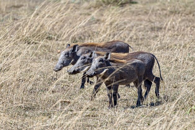 平原美丽的非洲普通疣猪在草地上发现的照片群体自然特写