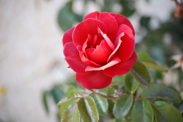 浪漫特写镜头美丽的盛开的红色花园玫瑰植物学庆祝颜色