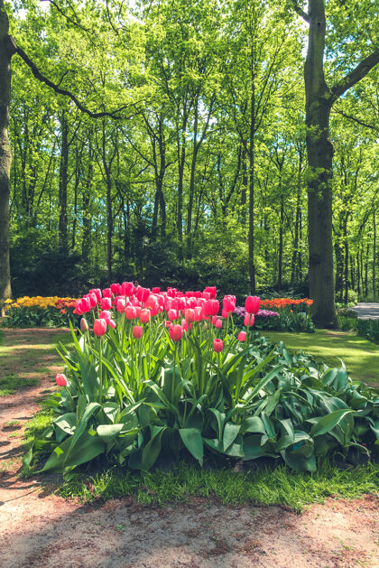 风信子郁金香领域在基恩霍夫花园 利斯 荷兰 荷兰展示蓝色田野