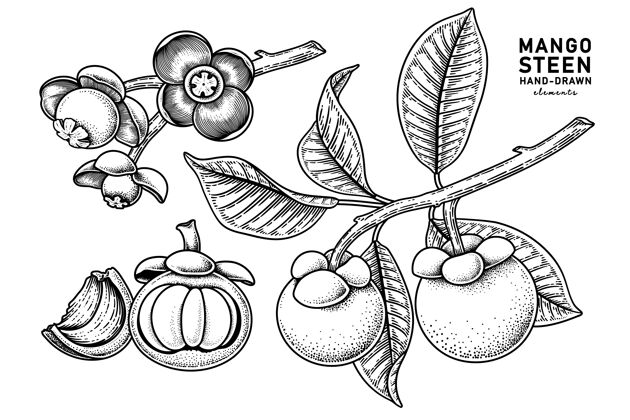 植物一套山竹果手绘元素植物插图树叶子钢笔