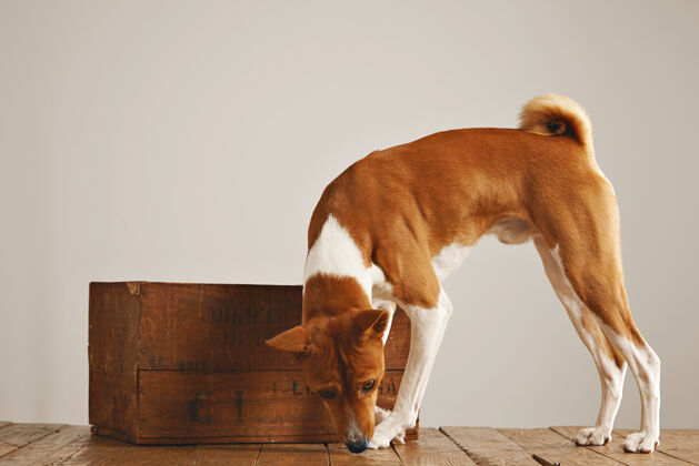 友好白色和棕色的狗在地板上嗅着一个漂亮的老式木箱周围的白色墙壁背景活跃盒子木制