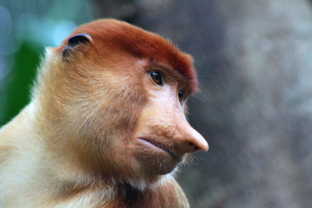 印度尼西亚长鼻猴在树枝上动物摄影摄影灵长类