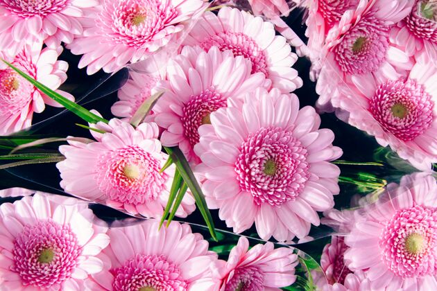 开花高角度特写镜头美丽的浅粉色巴伯顿雏菊花植物植物学