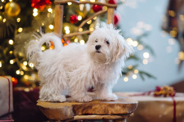 梗圣诞树背景上的白色小猎犬庆祝阳光松树