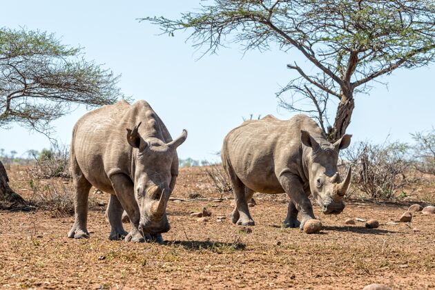 角犀牛在田野上行走 背景是湛蓝的天空犀牛哺乳动物大