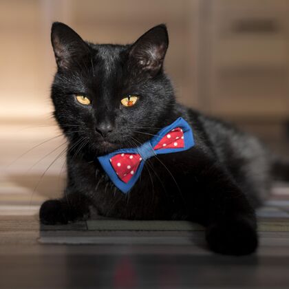 蝴蝶结领结的漂亮黑猫的正面图领带动物方形