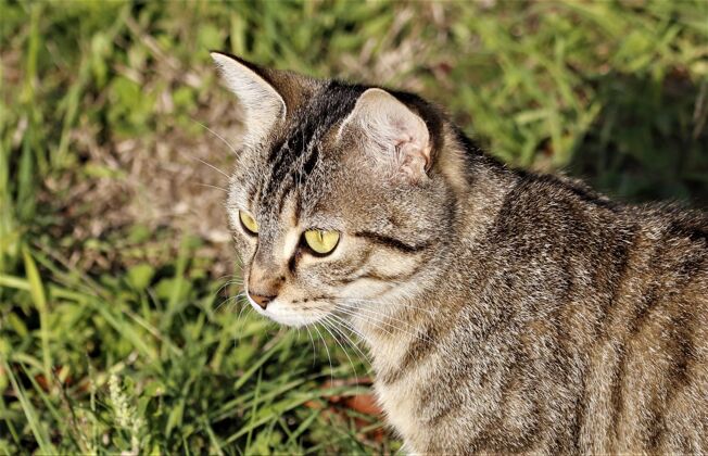 户外白天阳光下田野里一只棕色条纹猫的特写镜头 背景模糊草地阳光田野