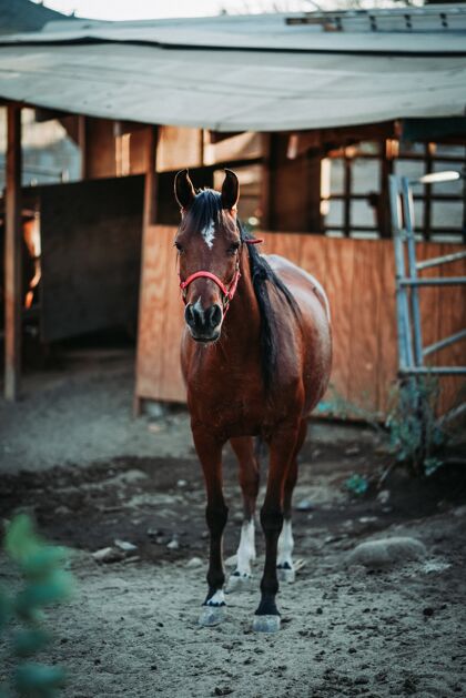 户外浅焦垂直拍摄的棕色马穿着红色马具马具站立哺乳动物
