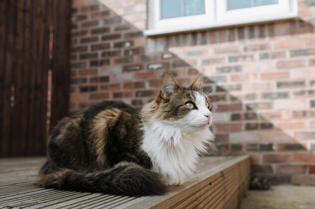 毛皮选择性聚焦拍摄一只棕色和白色的猫坐在地上向前看户外坐着看