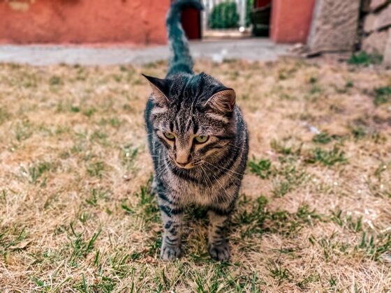 绿色一只好奇的猫在美丽的花园里寻找有趣的东西小猫自然好奇