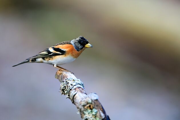 自然一只可爱的小鸟坐在木棍上的选择性聚焦镜头哺乳动物翅膀木头