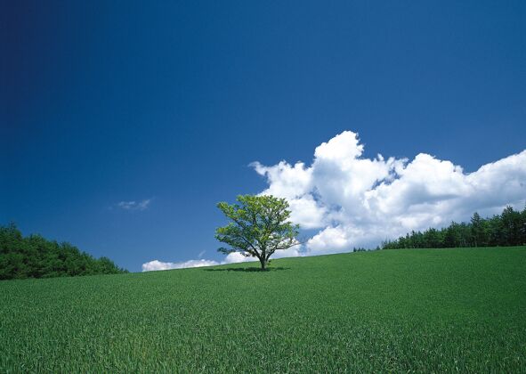 田野蓝天下绿野中孤树的迷人景色迷人云乡村