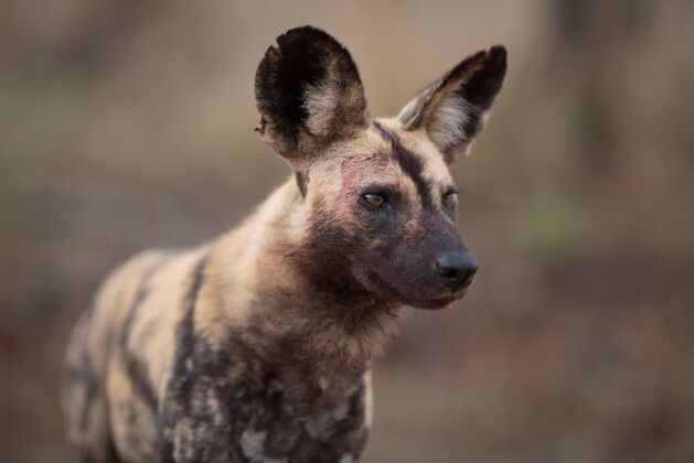 狩猎背景模糊的非洲野狗特写镜头自然野生荒野