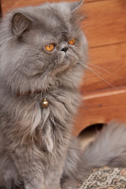 眼睛垂直特写镜头可爱的波斯猫坐在木地板上可爱猫肖像