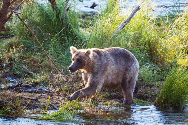 毛茸茸的一只灰熊在布鲁克斯瀑布捕食鲑鱼海岸棕色灰熊在阿拉斯加卡迈国家公园捕鱼夏季自然野生动物主题自然食肉动物熊