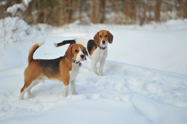 品种冬季户外 比格犬品种的狗在雪地里玩耍纯种自然霜冻