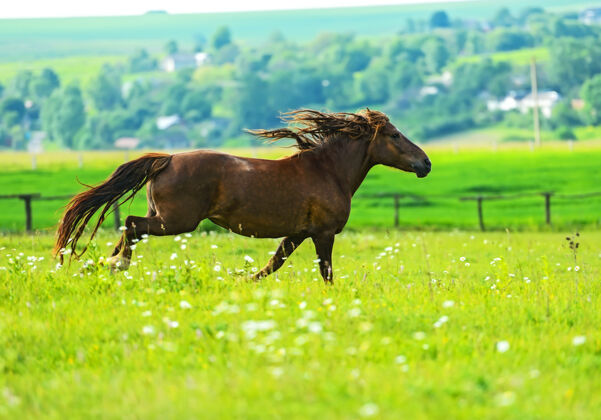 家畜马跑过草场栖息地跑马农业