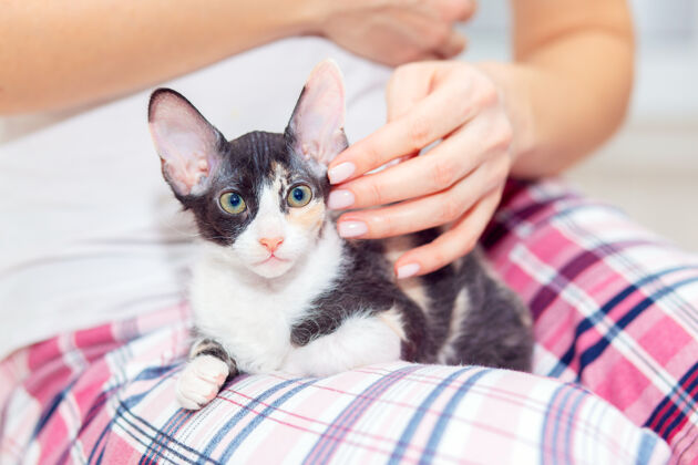 快乐一只可爱的三色大耳朵斯芬克斯小猫坐在主人的腿上纯种三色混合