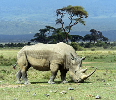 动物主题肯尼亚纳库鲁国家公园的黑犀牛自然野生动物犀牛
