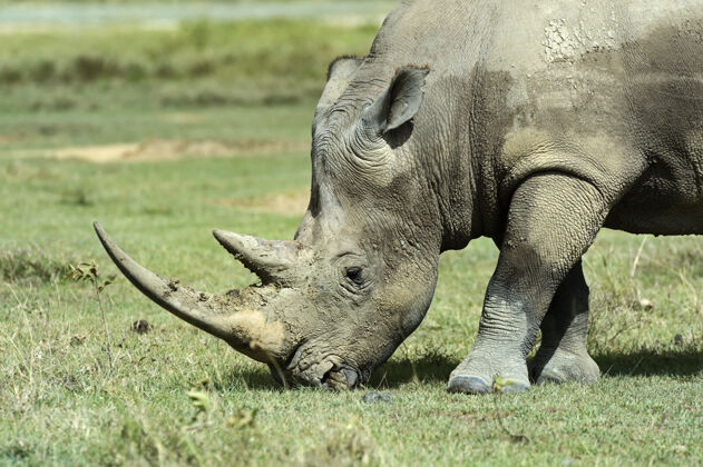 非洲野生动物白犀牛在非洲的自然栖息地肯尼亚自然野生动物动物