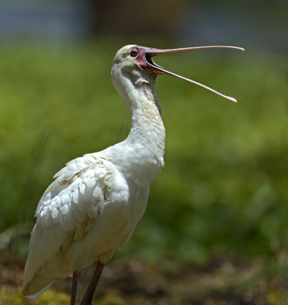 蔬菜在自然栖息地的一群朱鹮肯尼亚纳库鲁湖野生动物羽毛快