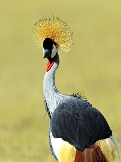 自然肯尼亚非洲大草原上的冠鹤荒野鹤鸟类
