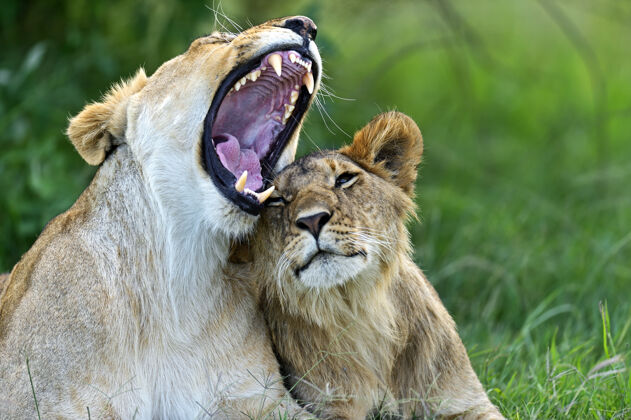 非洲大草原非洲大草原上的狮子马赛马拉年轻动物野生动物肯尼亚