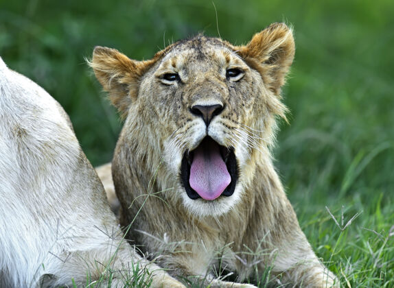 野生非洲非洲大草原上的狮子马赛马拉捕食者哺乳动物自然