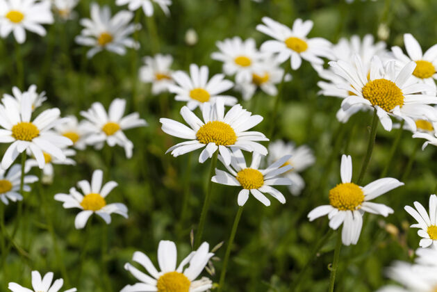 草地拍摄特写的白色雏菊甘菊 鲜花草本植物春天茎