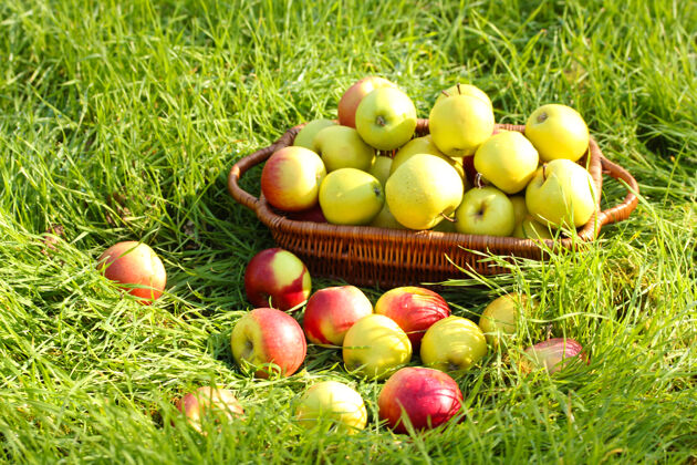 明亮在绿草上的花园里 一篮篮新鲜成熟的苹果草新鲜里面