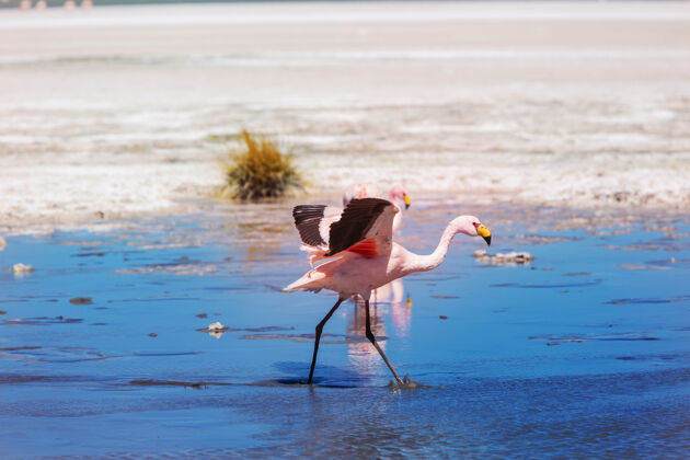 湖泊玻利维亚高原湖上的火烈鸟风景粉红动物