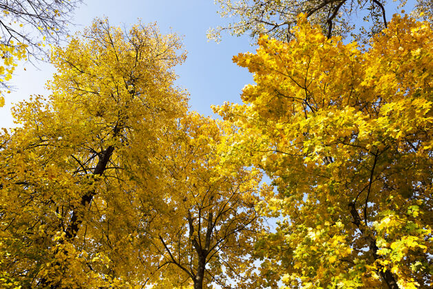 叶秋天生长的树枯黄的树叶时间非城市公园