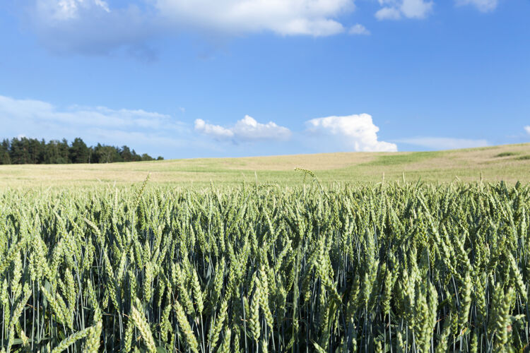 工业生长在农田里的青黑麦未成熟耳朵.照片景深较小field.蓝色背景是天空栽培活力农村
