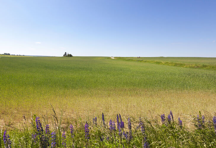 作物绿油油的麦田 地上长着蓝色的羽扇豆edge.summer公司蓝天风景六月开花郁郁葱葱