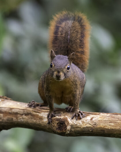 动物一只好奇的松鼠从死木头里盯着外面哺乳动物爱普通