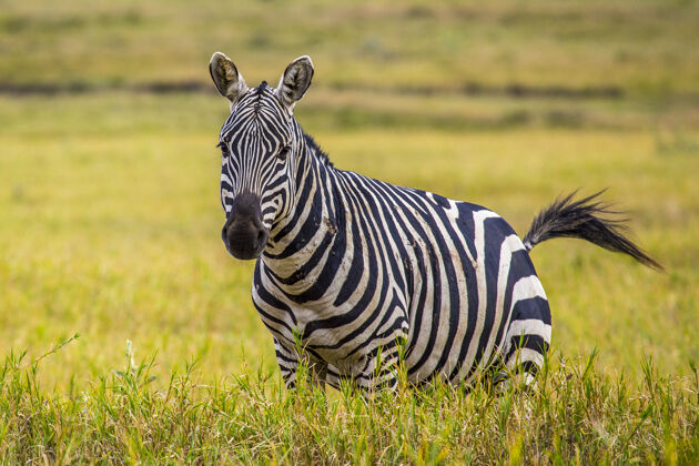 自然奈瓦沙地狱之门国家公园里的斑马肯尼亚动物步行或骑自行车旅行乡村风景旅游