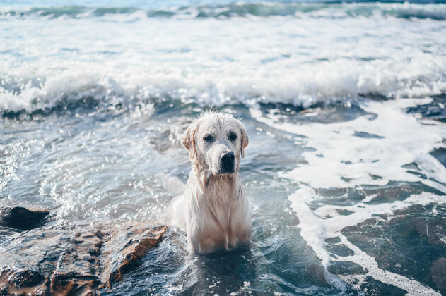 肖像快乐快乐的金毛猎犬在夏天的海边游泳 跑步 跳跃 玩水纯种动物海洋